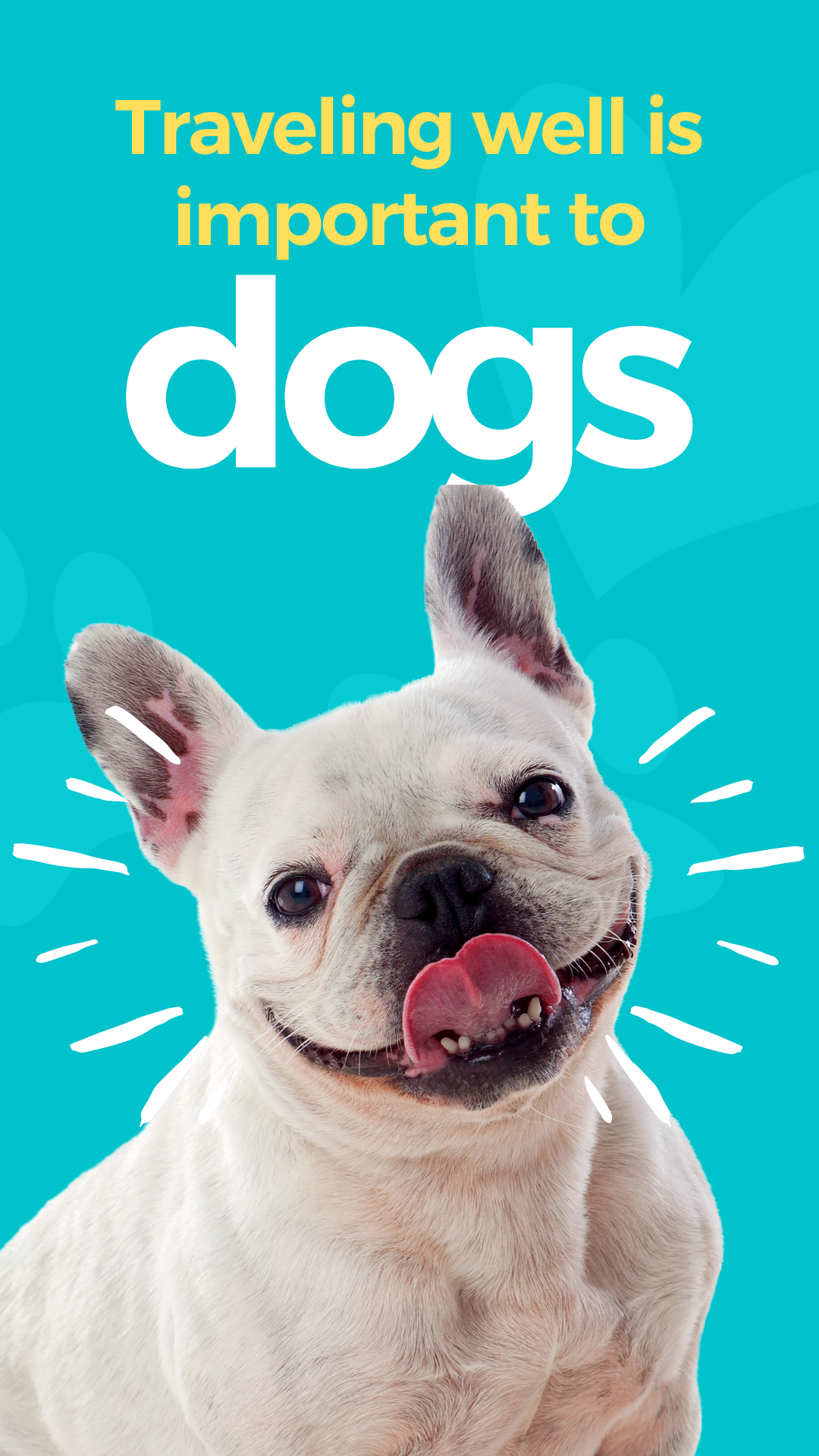 Natural Remedy for Car Sickness in Dogs