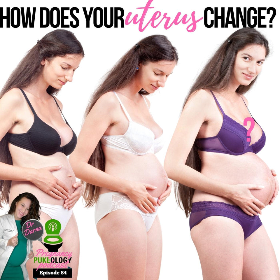 How does the pregnant uterus change?