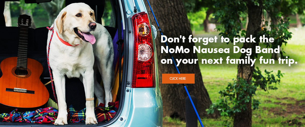 Which Airlines are the Best for Traveling with Your Furry Companion? Discover the Top Dog-Friendly Airlines Here!