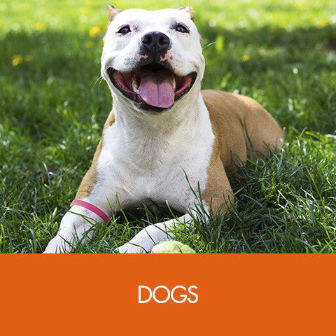 Dog Car Sickness Natural Remedy | NOMO Anti-Nausea for Dogs