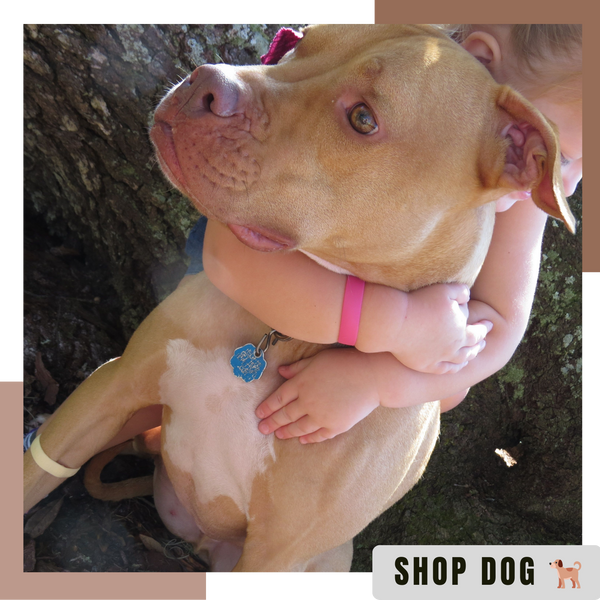 Anti Nausea for Dogs | M-L Dogs & Sick Puppy Band | NoMo Nausea Dog Bracelet